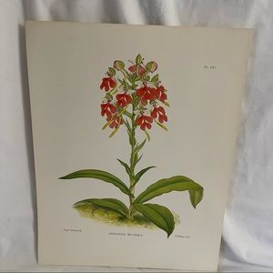 Vintage Habenaria Print AOS 1989